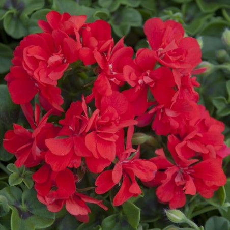 Geranium Lierre Double Colonne - Rouge