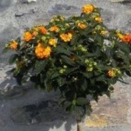 Lantana Tige 1 An