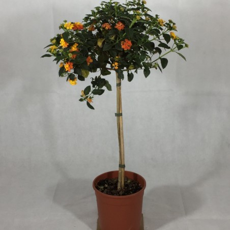 Lantana Tige 2 Ans