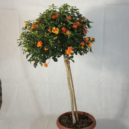 Lantana Tige 3 Ans