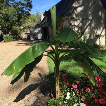 Musa 40/60 - Feuillage Vert