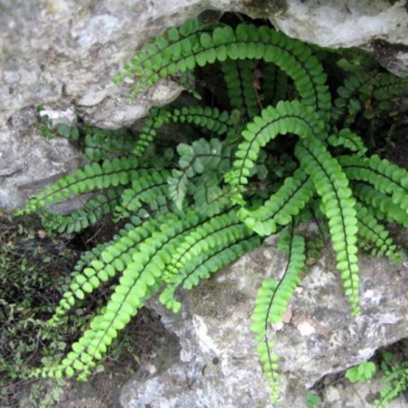 Asplenium Trichomanes -