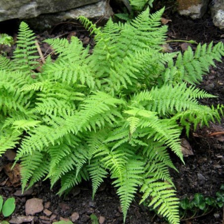 Athyrium Filix-Femina