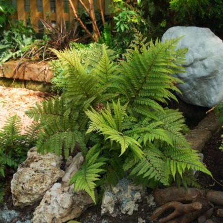 Athyrium Otophorum Okanum