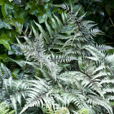 Athyrium Niponicum Metallicum -