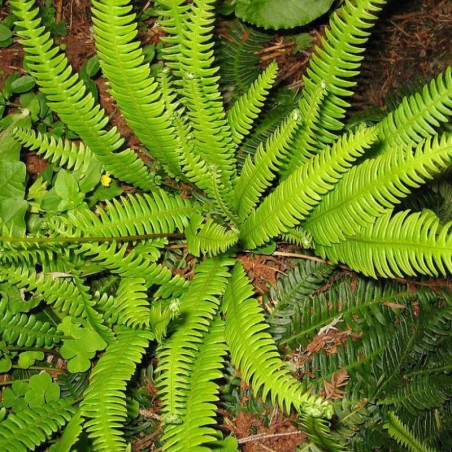 Blechnum Spicant -