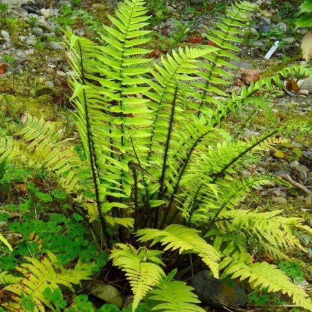 Dryopteris Atrata -