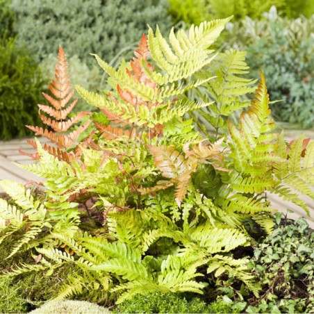 Dryopteris Erythrosora -