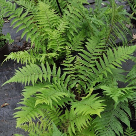 Dryopteris Filix-Mas