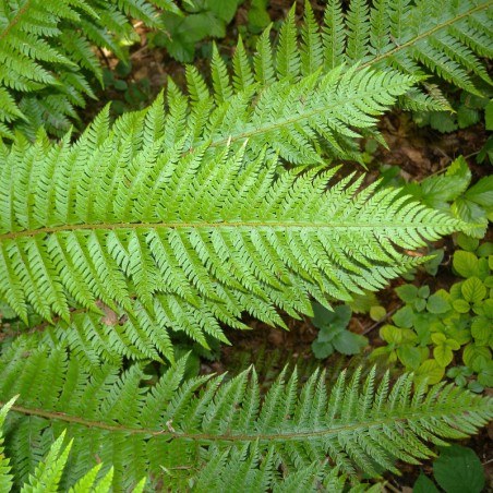 Polystichum Aculeatum -