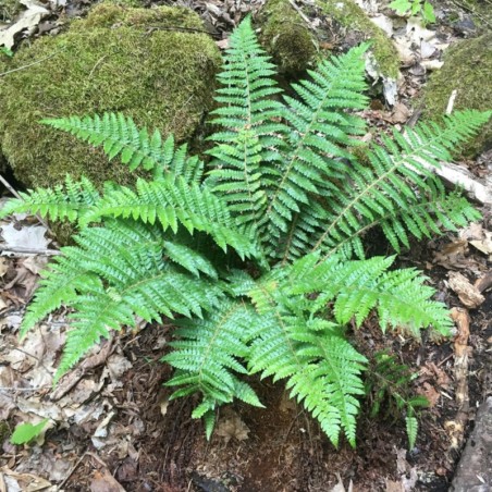 Polystichum Braunii -