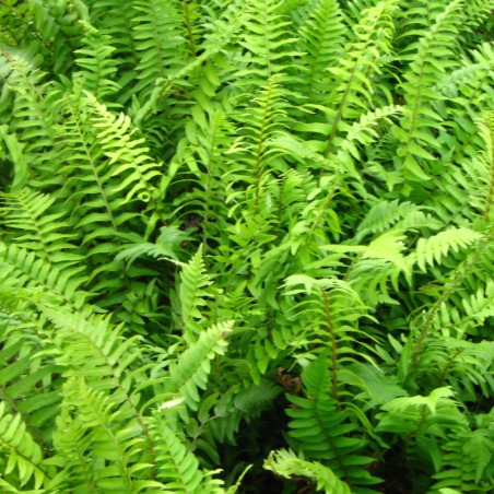 Polystichum Munitum -