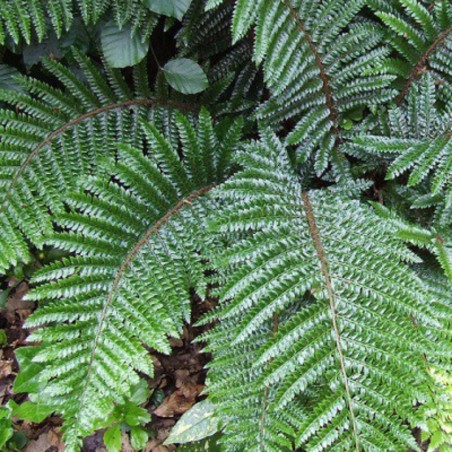 Polystichum Polyblepharum -