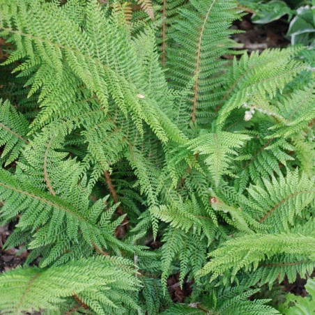 Polystichum Setiferum Proliferum