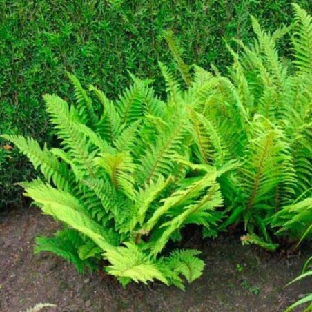 Polystichum Setiferum Herrenhausen -