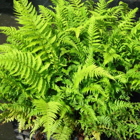 Polystichum Setiferum -