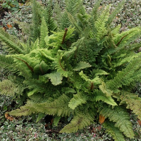 Polystichum Setiferum Plumosum Densum -