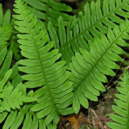 Polypodium Vulgare -