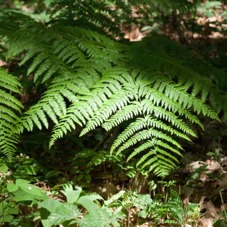 Pteridium Aquilinum -