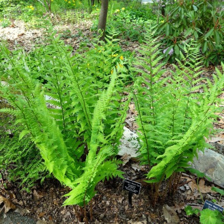 Dryopteris Goldiana -