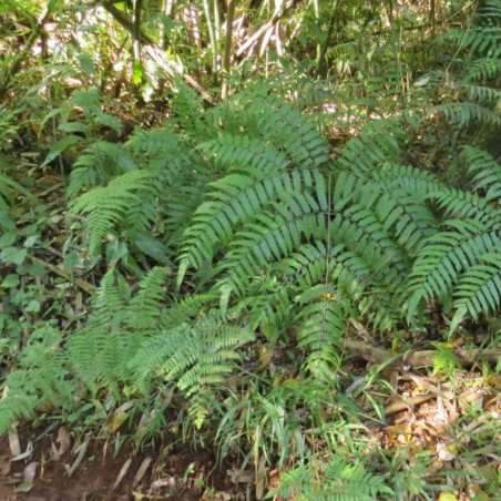 Pteris Deflexa - Feuill Vert Fonce