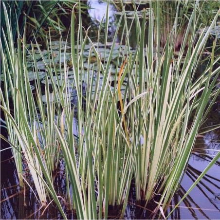 Acorus Calamus Variegatus - Jaune