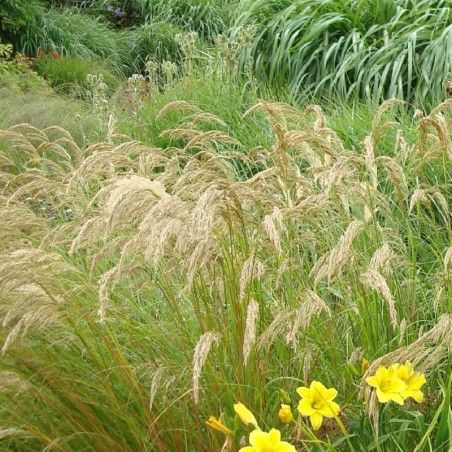 Achnaterum (Stipa) Calamagrostis Algaü - Brun