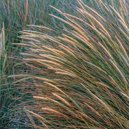 Ammophila Arenaria - Dorée