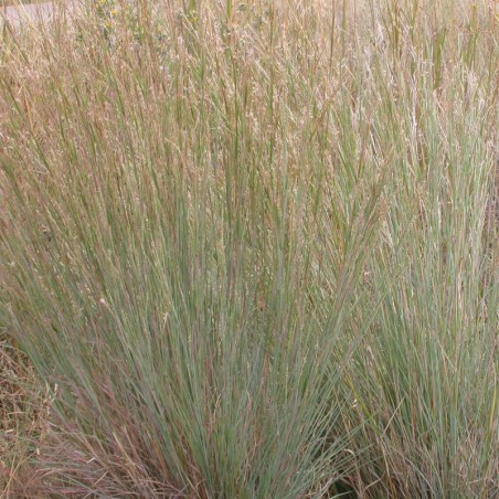 Andropogon Scoparius Cairo - Brun