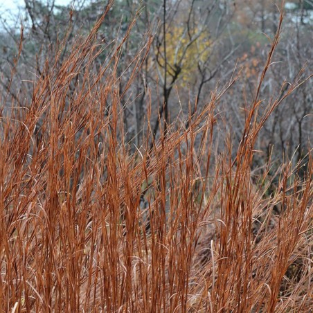 Andropogon Scoparius Blaze - Rouge