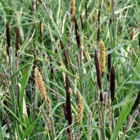 Carex Acuta -