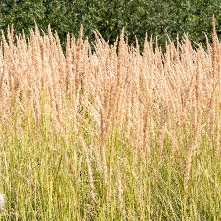 Calamagrostis Acutiflora Karl Foerster - Beige