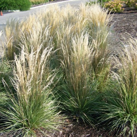 Calamagrostis Acutiflora Overdam