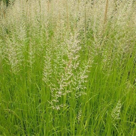 Calamagrostis Acutiflora Waldenbuch - Bronze