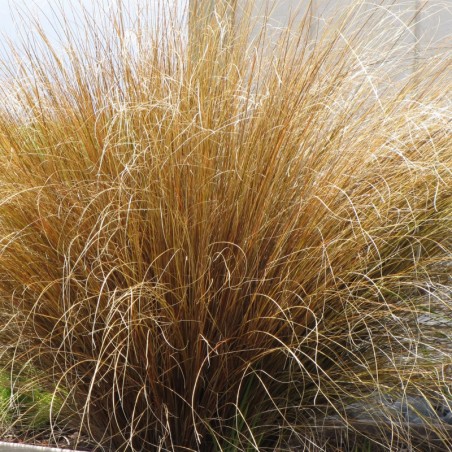 Carex Buchananii - Insignifiant