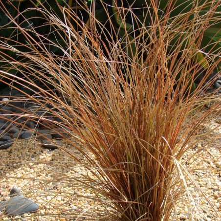 Carex Comans Bronze Form (Bronco)