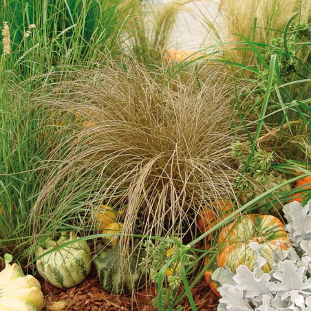 Carex Comans Bronze Form (Bronco)