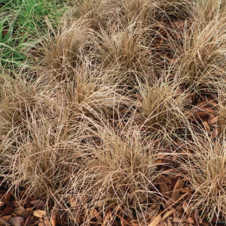 Carex Flagellifera - Brun