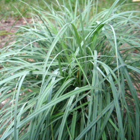 Carex Flacca Blue Zinger - Noir