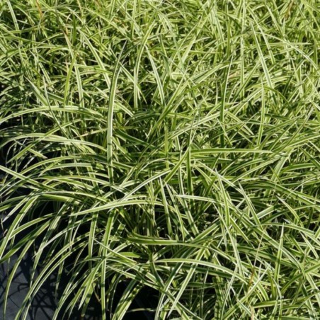 Carex Foliosissima Vanilla Ice®