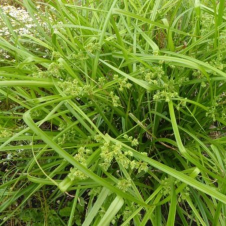 Carex Grayi - Vert / Brunâtre