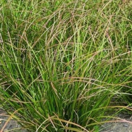 Carex Howardii Phoenix Green - Vert