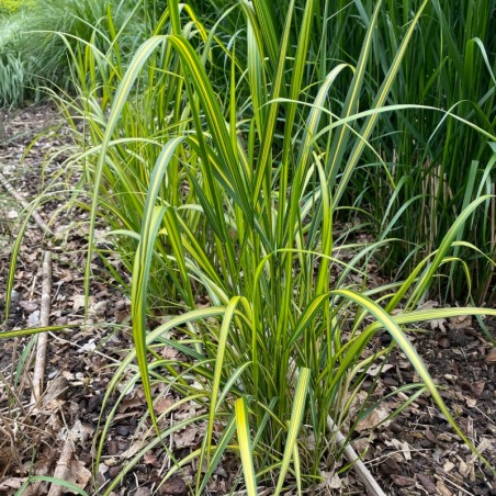 Calamagrostis Acutiflora England - Brun