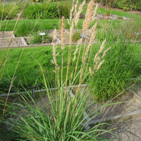 Calamagrostis Epigejos - Brun