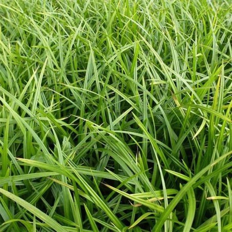 Carex Morrowii Irish Green - Blanc