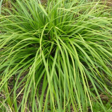 Carex Morrowii Mosten