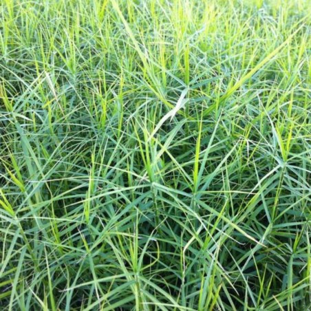 Carex Muskingumensis - Brun