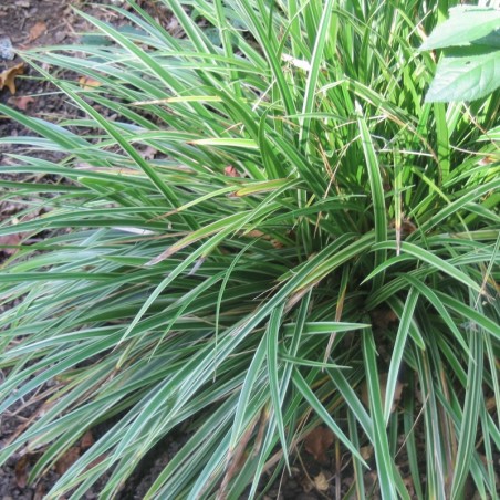 Carex Morrowii Variegata - Jaune