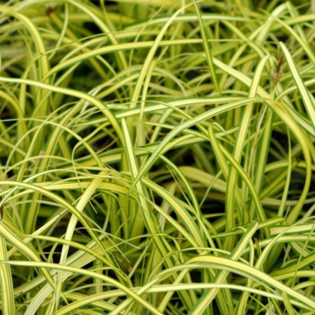 Carex Oshimensis Everlime® - Jaune