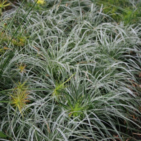 Carex Oshimensis Everest® - Noir